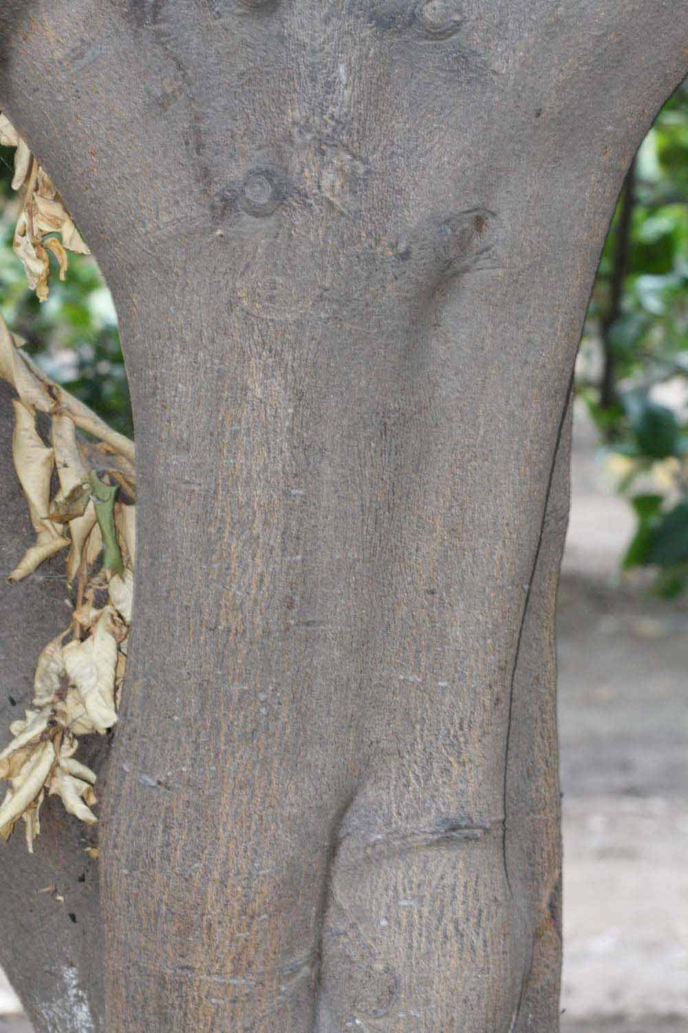            Bark (Riverside, CA)   